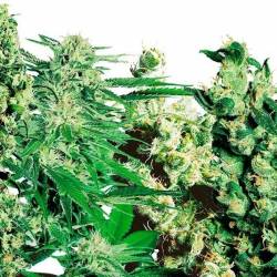 Feminized Mix Feminizada de Sensi Seeds