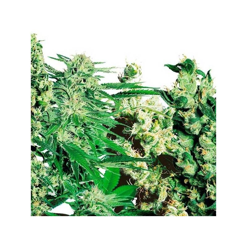 Feminized Mix Feminizada de Sensi Seeds