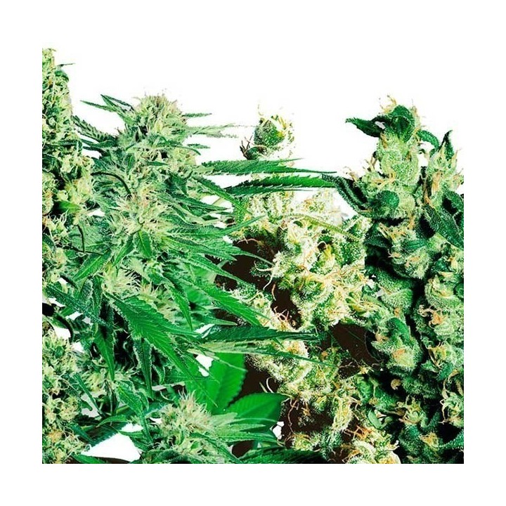 Feminized Mix Feminizada de Sensi Seeds