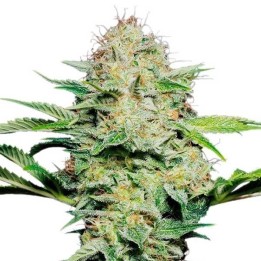 Sensi Skunk Autofloreciente Feminizada de Sensi Seeds