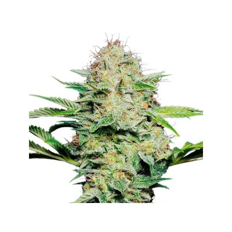 Sensi Skunk Autofloreciente Feminizada de Sensi Seeds