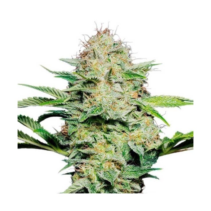 Sensi Skunk Autofloreciente Feminizada de Sensi Seeds
