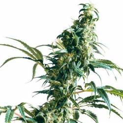 Mexican Sativa Regular de Sensi Seeds