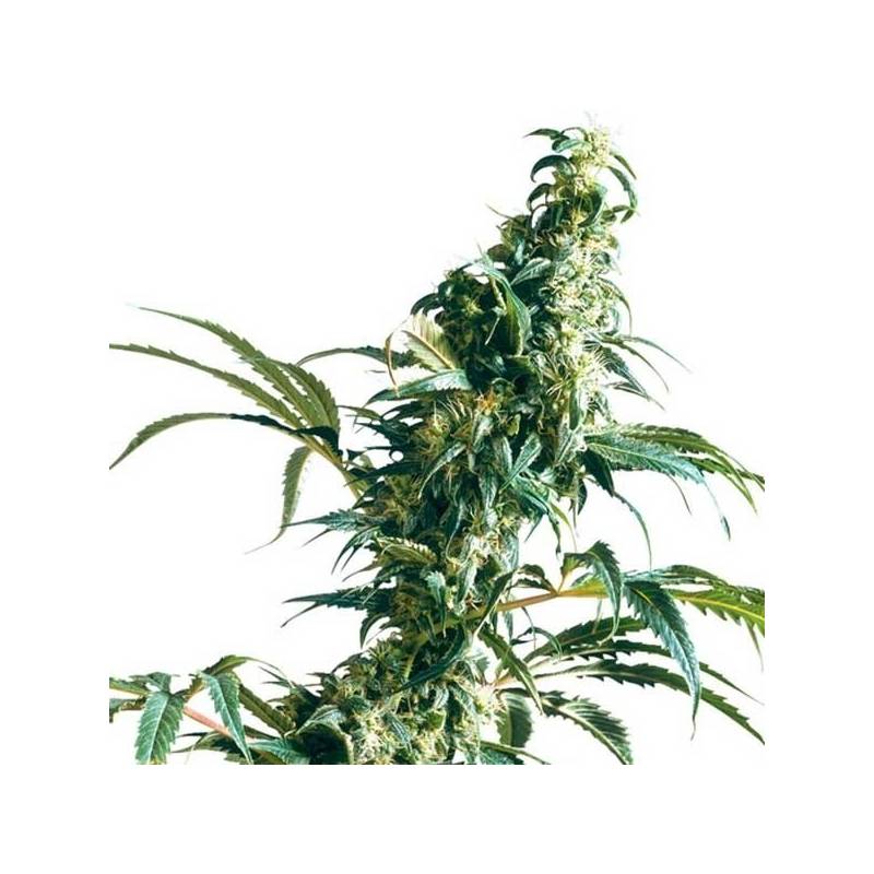 Mexican Sativa Regular de Sensi Seeds