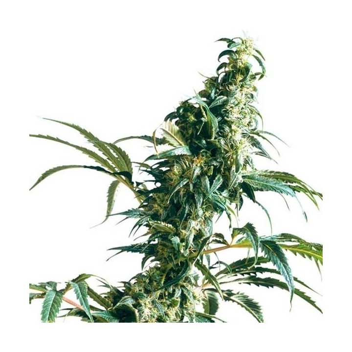 Mexican Sativa Regular de Sensi Seeds
