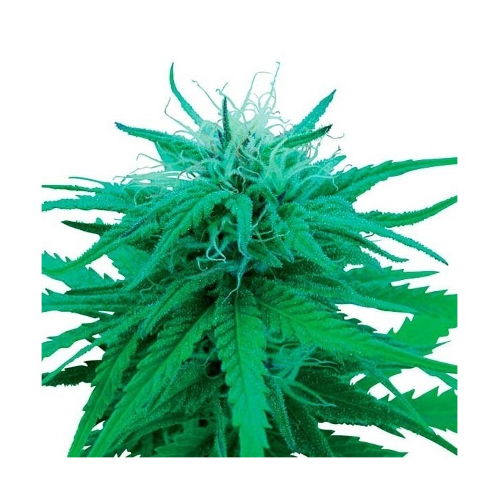 Ruderalis Indica Regular de Sensi Seeds