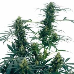 Guerrilla's Gusto Regular de Sensi Seeds