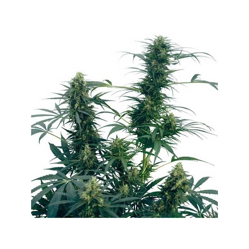 Guerrilla's Gusto Regular de Sensi Seeds