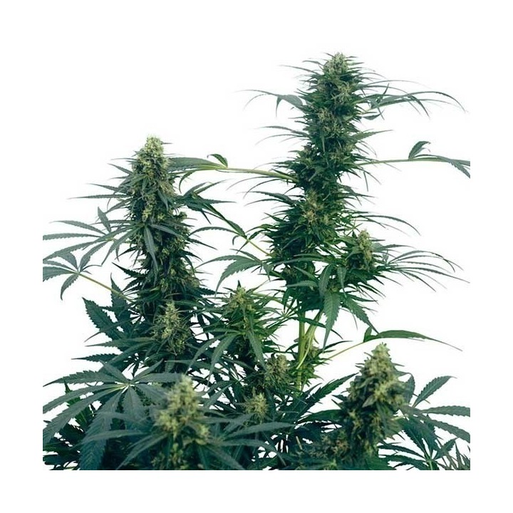 Guerrilla's Gusto Regular de Sensi Seeds