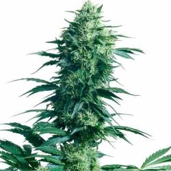 Mother's Finest Regular de Sensi Seeds