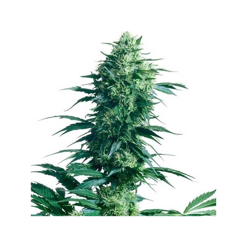 Mother's Finest Regular de Sensi Seeds