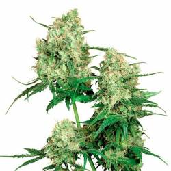 Maple Leaf Indica Regular de Sensi Seeds