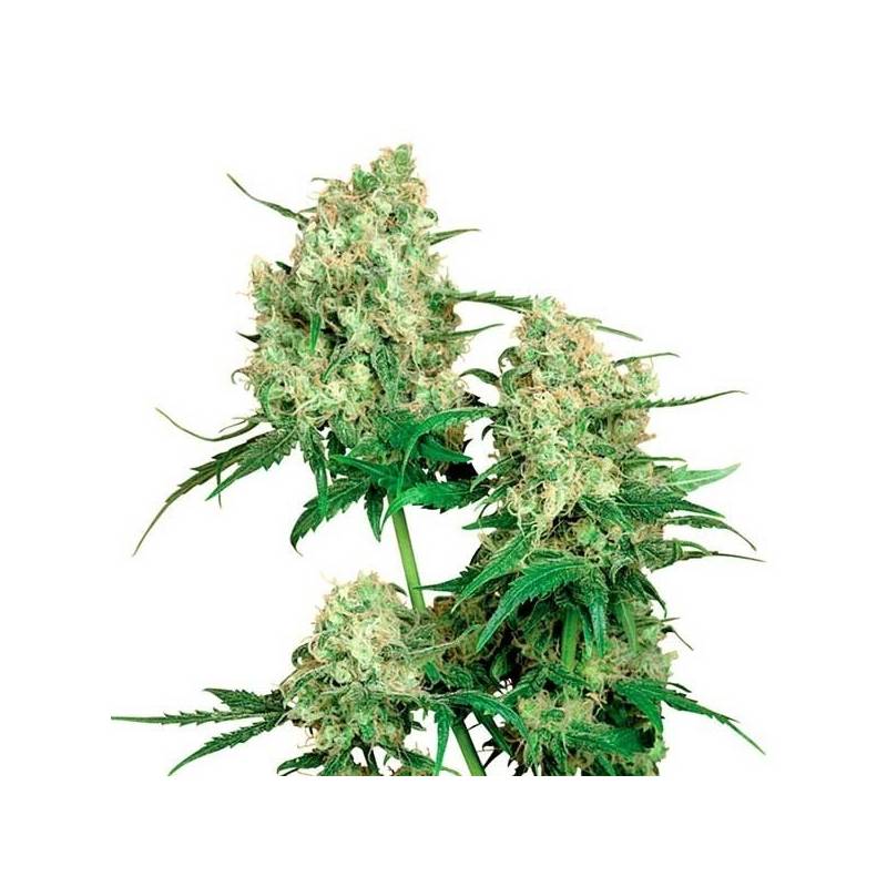 Maple Leaf Indica Regular de Sensi Seeds