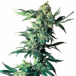 Northern Lights Regular de Sensi Seeds