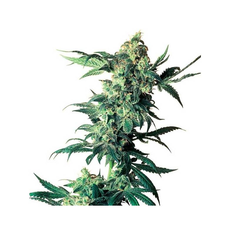 Northern Lights Regular de Sensi Seeds