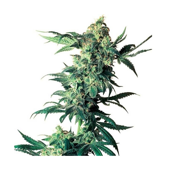 Northern Lights Regular de Sensi Seeds