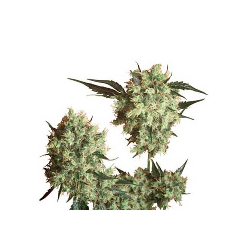 Marley's Collie REG. SENSI SEEDS Marley's Collie REG. SENSI SEEDS