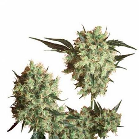 Marley's Collie REG. SENSI SEEDS Marley's Collie REG. SENSI SEEDS