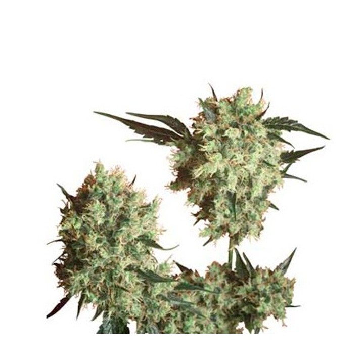 Marley's Collie Regular de Sensi Seeds