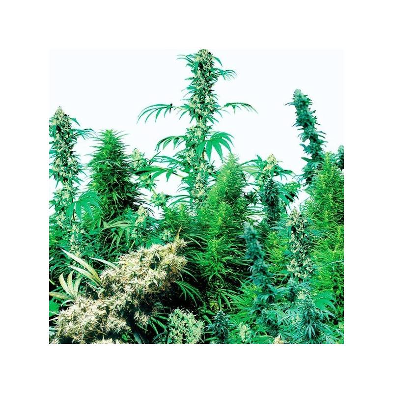 Outdoor Mix Regular de Sensi Seeds Outdoor Mix Regular de Sensi Seeds