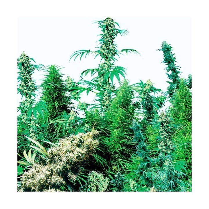 Outdoor Mix Regular de Sensi Seeds