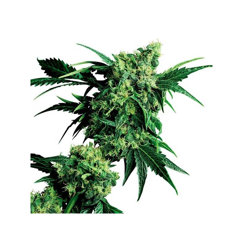 Mr. Nice G13 X Hash Plant Regular de Sensi Seeds Mr. Nice G13 X Hash Plant Regular de Sensi Seeds
