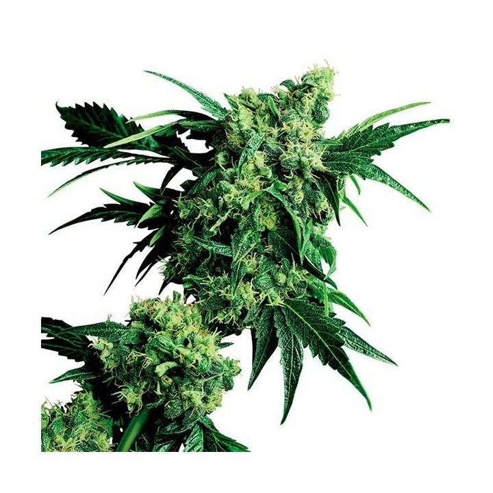 Mr. Nice G13 X Hash Plant Regular de Sensi Seeds