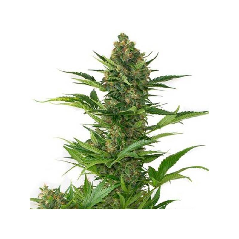 Amnesia XXL Autofloreciente Feminizada de Dinafem