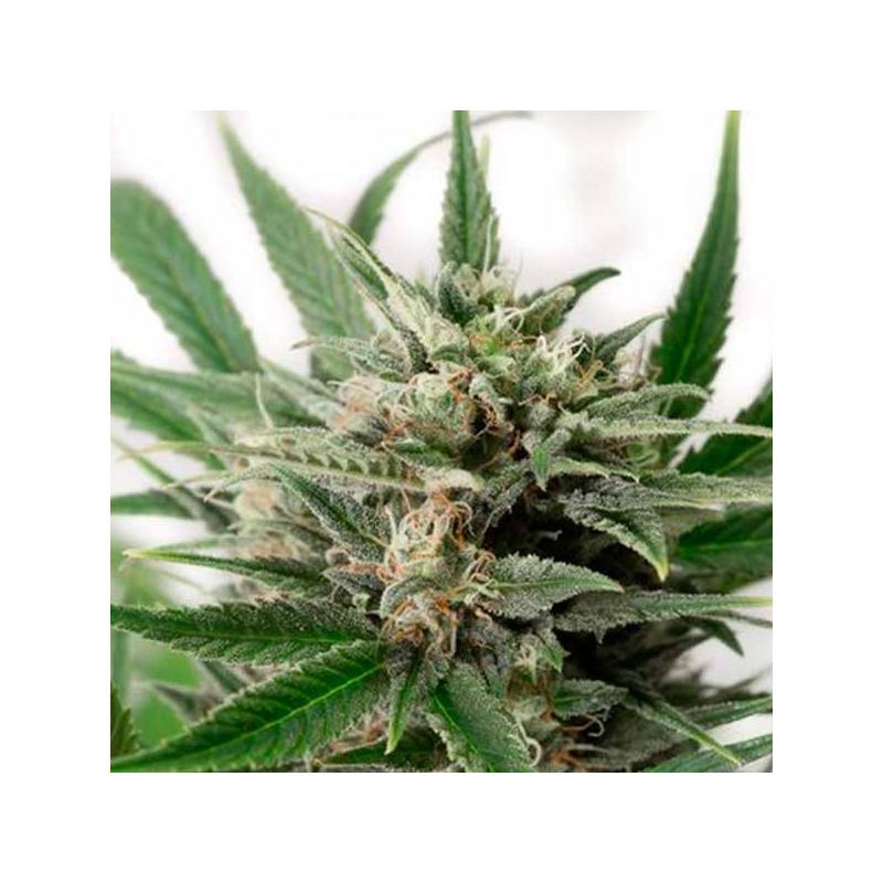 Blue Amnesia XXL Autofloreciente Feminizada de Dinafem Blue Amnesia XXL Autofloreciente Feminizada de Dinafem