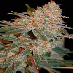 Black Diesel Feminizada de Advanced Seeds