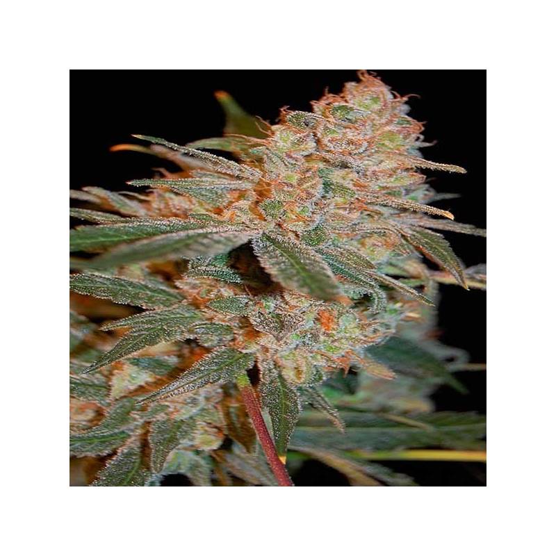 Black Diesel Feminizada de Advanced Seeds