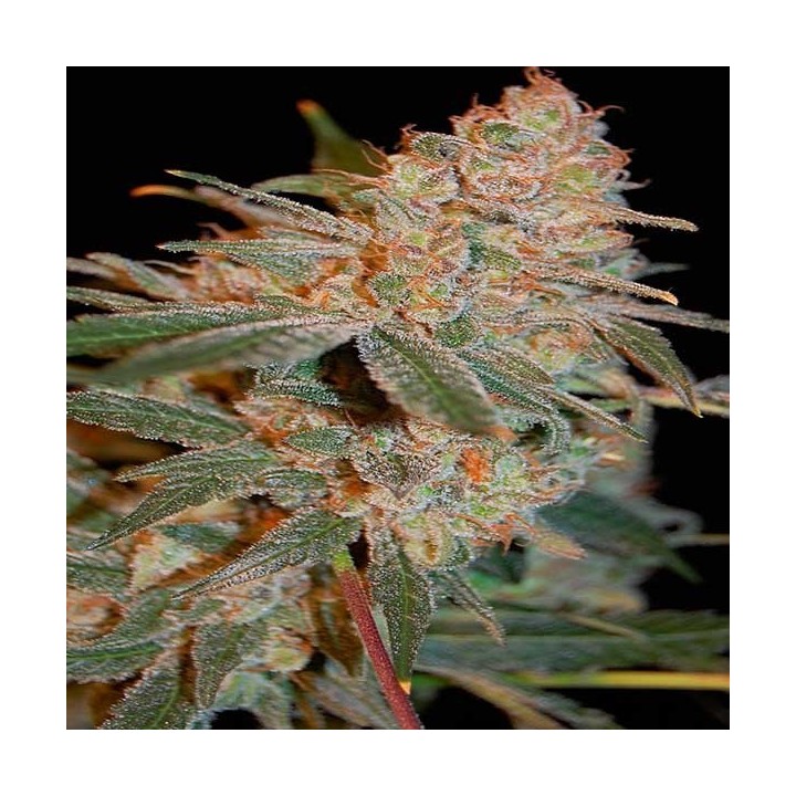 Black Diesel Feminizada de Advanced Seeds