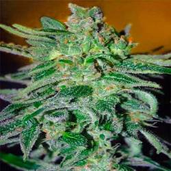 Haze Mist Feminizada de Advanced Seeds