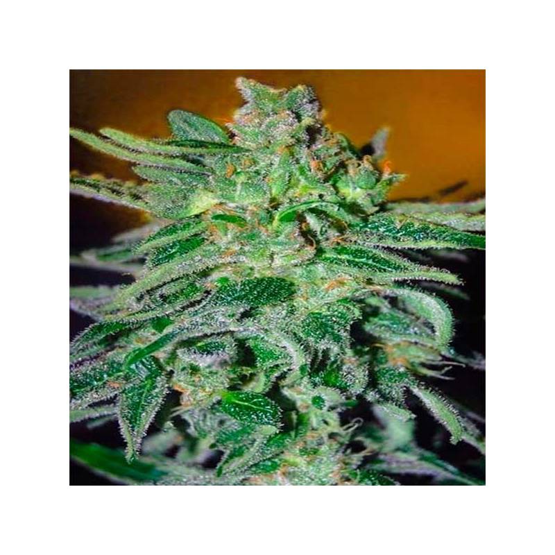 Haze Mist Feminizada de Advanced Seeds
