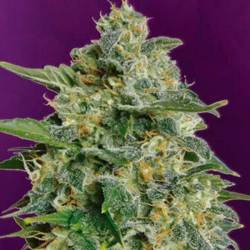 Heavy Bud Feminizada de Advanced Seeds