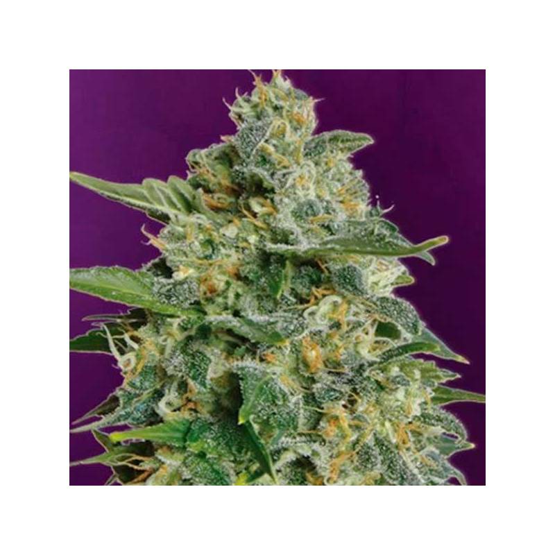 Heavy Bud Feminizada de Advanced Seeds