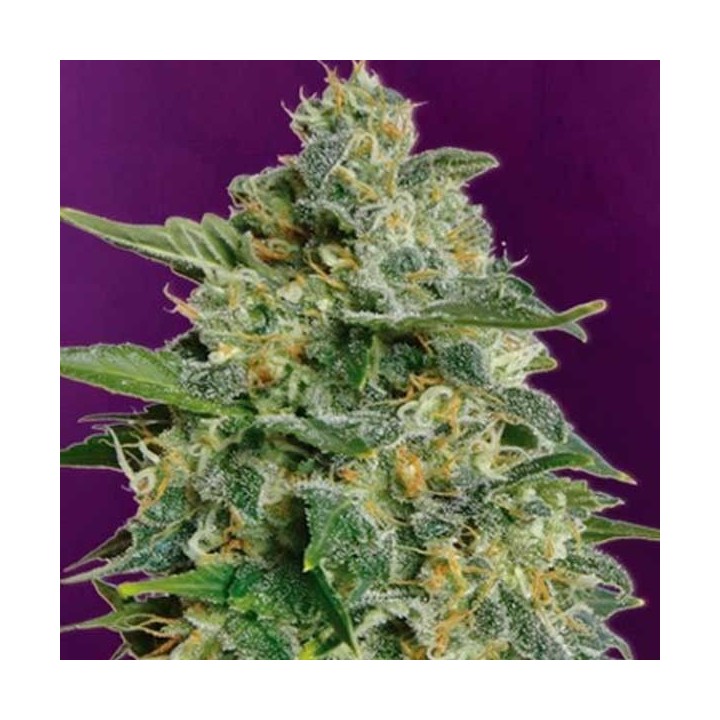 Heavy Bud Feminizada de Advanced Seeds