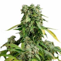 Blue Cheese Autofloreciente Feminizada de Dinafem