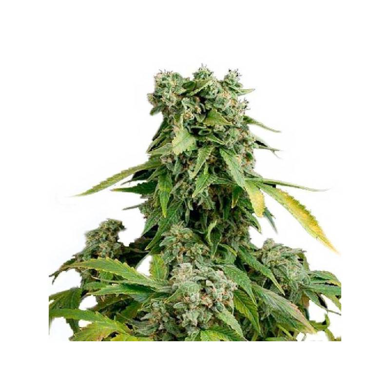 Blue Cheese Autofloreciente Feminizada de Dinafem Blue Cheese Autofloreciente Feminizada de Dinafem