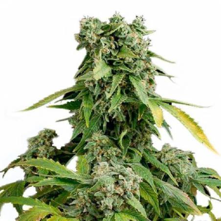 Blue Cheese Autoflowering Blue Cheese Autoflowering