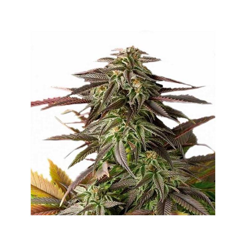 Blue Cheese Feminizada de Dinafem