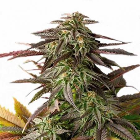 Blue Cheese DINAFEM Blue Cheese DINAFEM