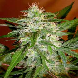 Kaya 47 Feminizada de Advanced Seeds