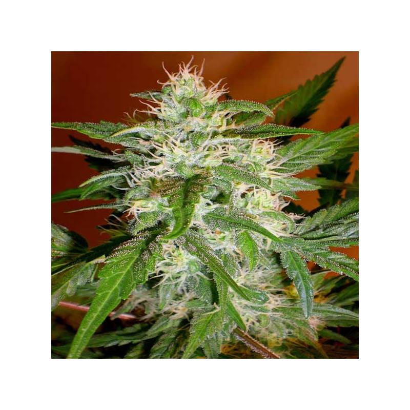 Kaya 47 Feminizada de Advanced Seeds