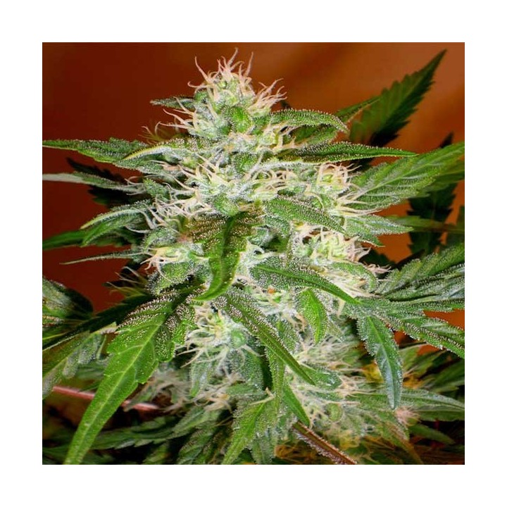 Kaya 47 Feminizada de Advanced Seeds
