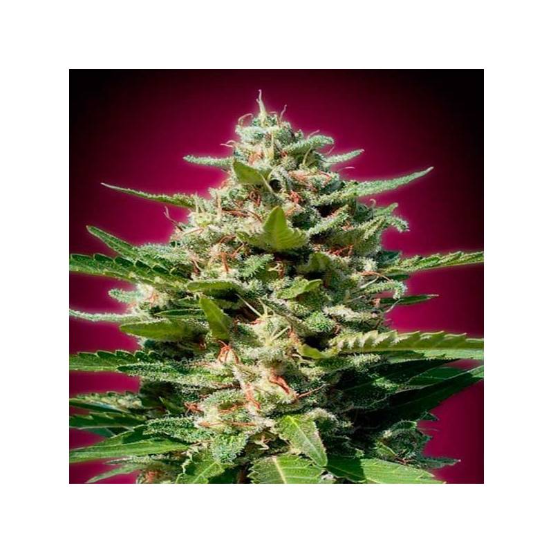 White Kush Feminizada de Advanced Seeds