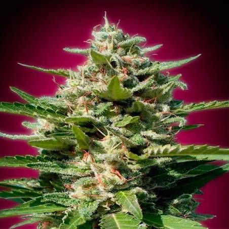 White Kush White Kush
