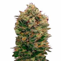 Black Diesel Autofloreciente Feminizada de Advanced Seeds