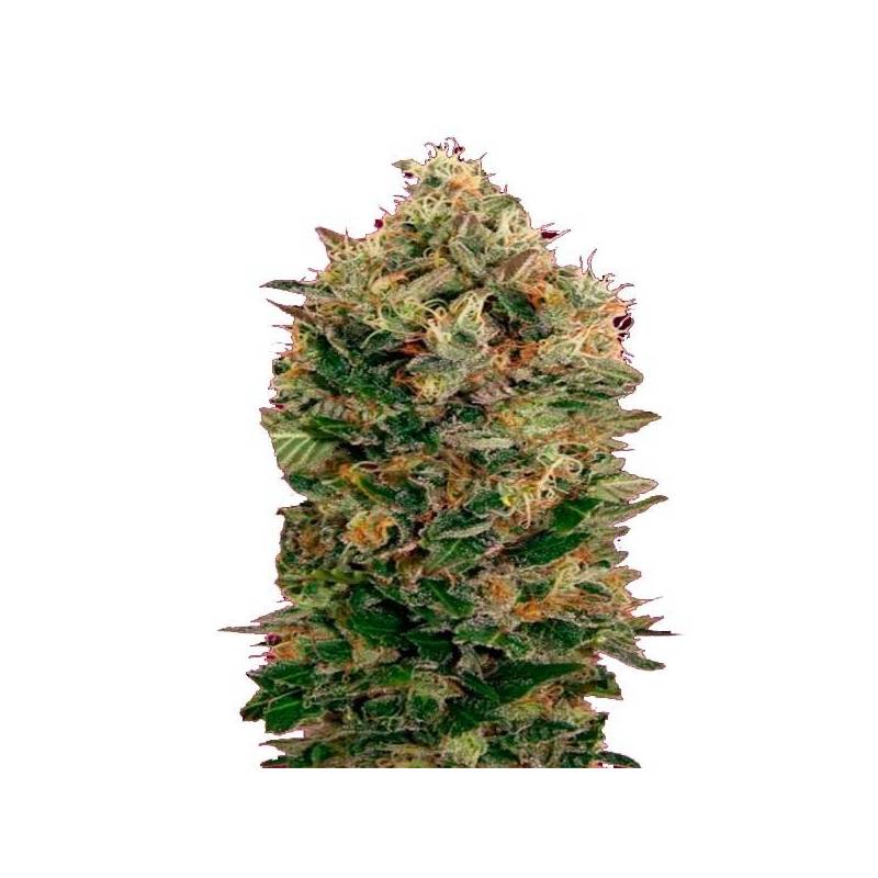 Black Diesel Autofloreciente Feminizada de Advanced Seeds