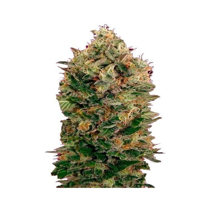 Black Diesel Autofloreciente Feminizada de Advanced Seeds